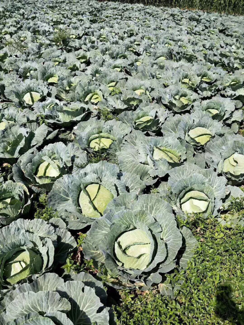 精品包菜，甘蓝，扁包菜，产地一手货源，诚信经营。