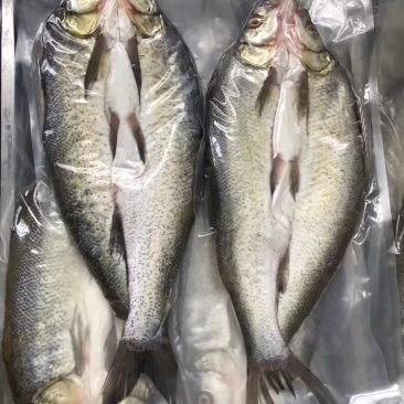 大白刁，靓货，鲜味十足。