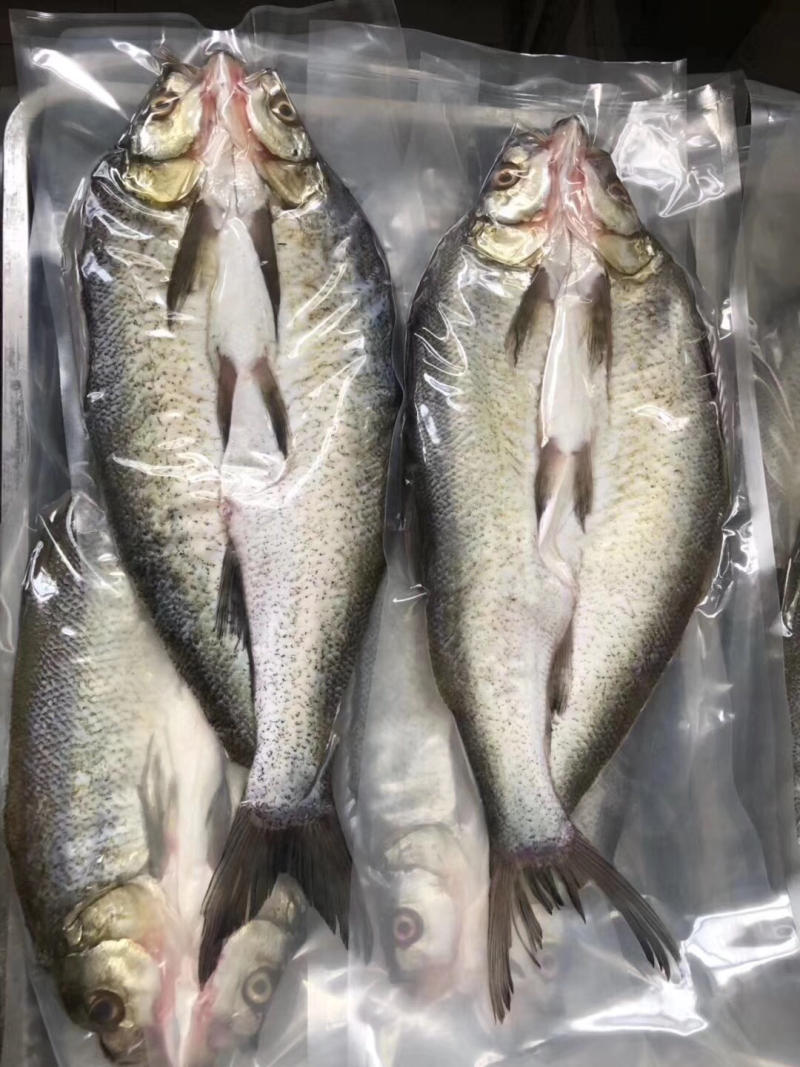 大白刁，靓货，鲜味十足。