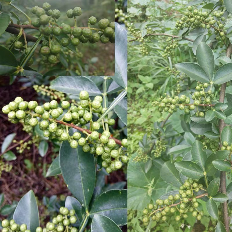 新鲜花椒青椒