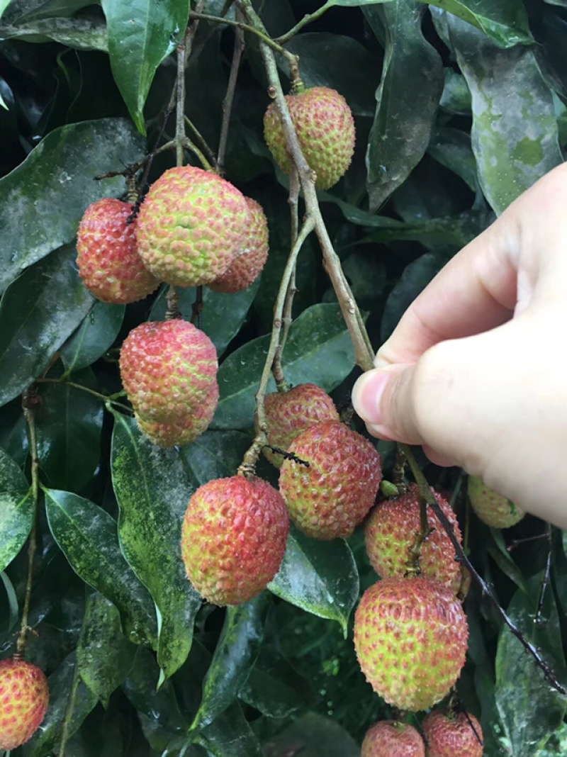 合江荔枝，妃子笑