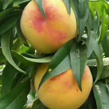 黄桃