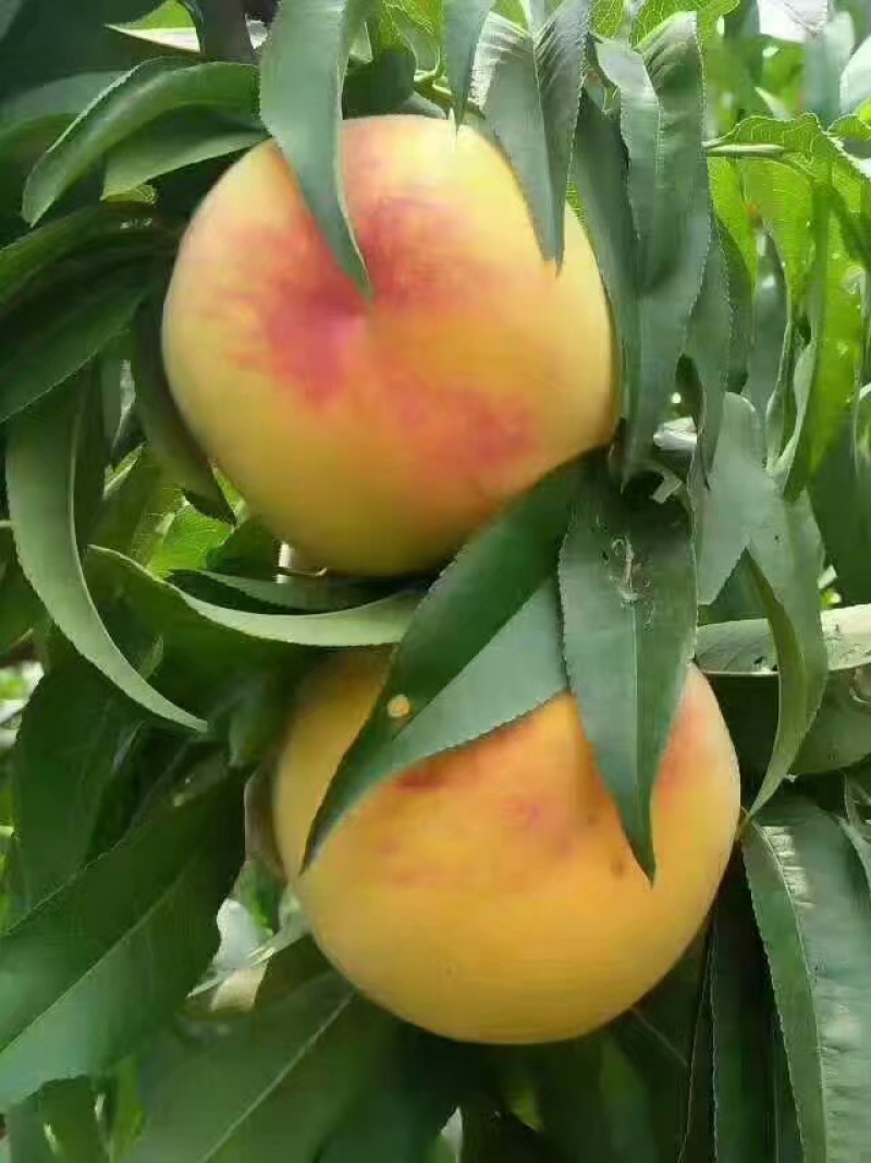 黄桃