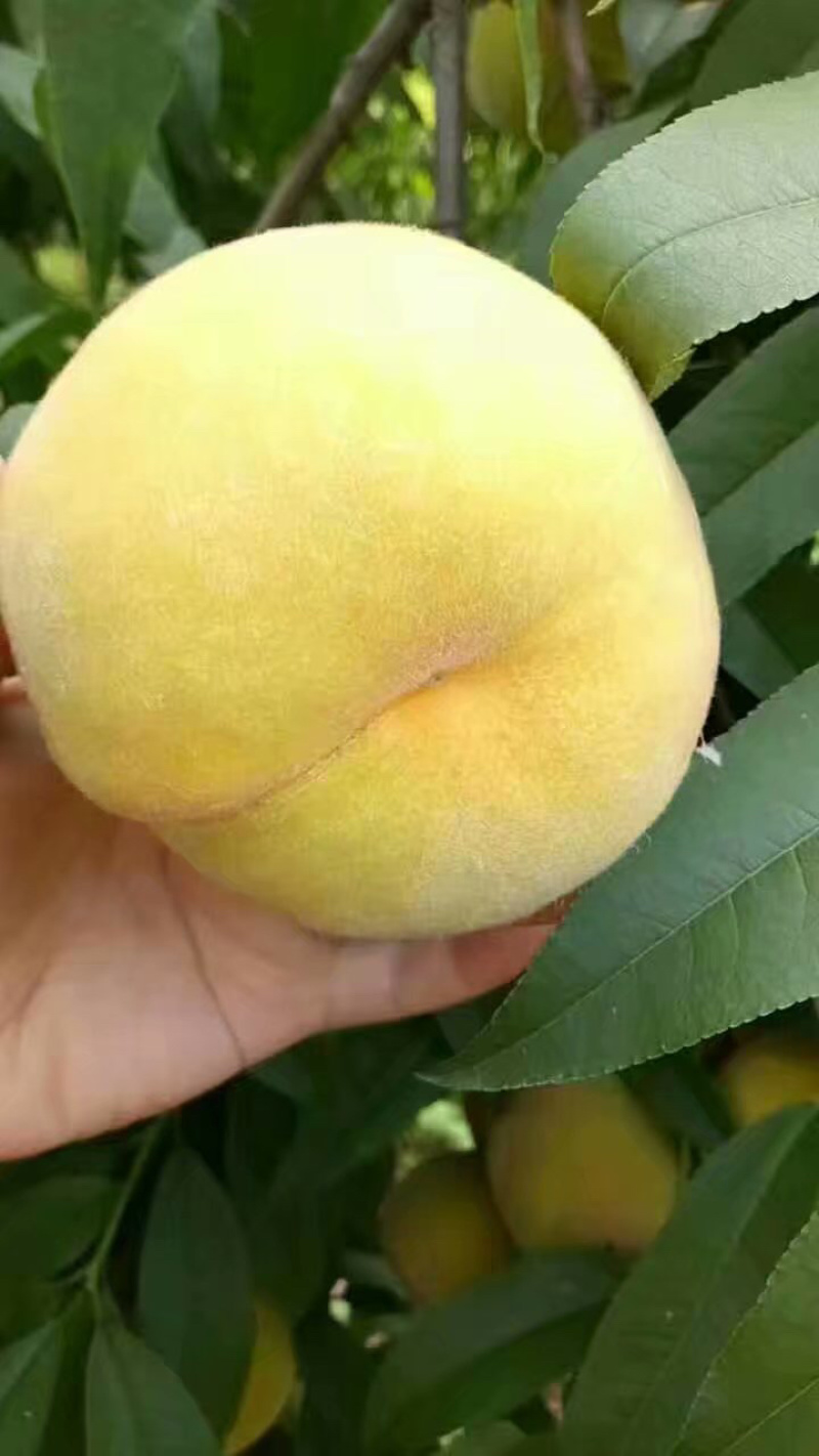 黄桃