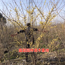 丛生腊梅，独杆腊梅基地直销，量大，规格齐全
