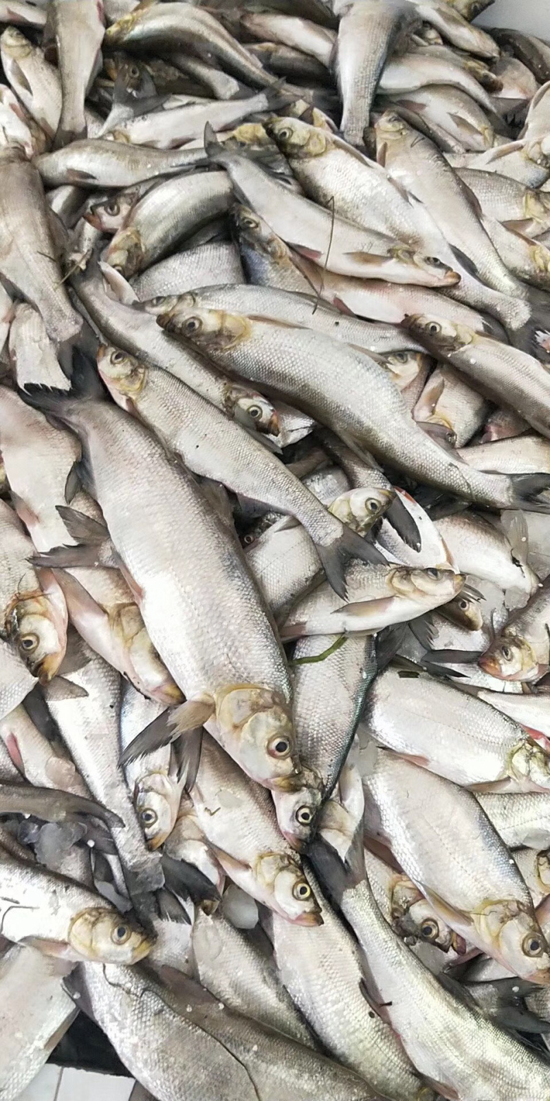 翘嘴白