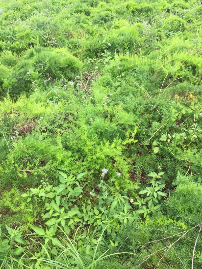 天冬种子已成熟，需要的欢迎下单