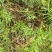 天冬种子已成熟，需要的欢迎下单