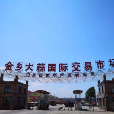 金乡大蒜代收代办欢迎咨询