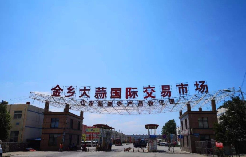 金乡大蒜代收代办欢迎咨询