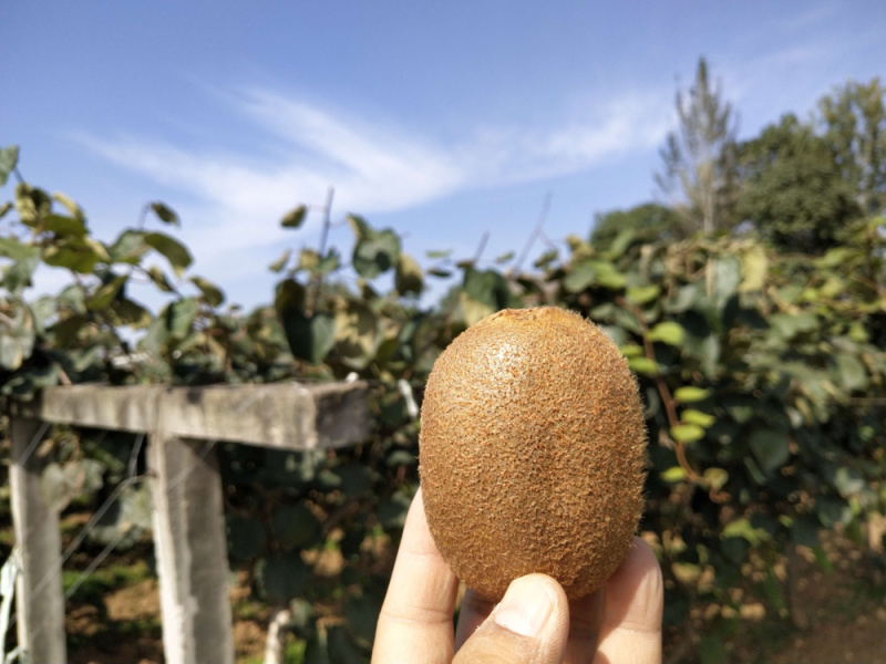 精品海沃德猕猴桃基地直发量大从优保质保量代收代发