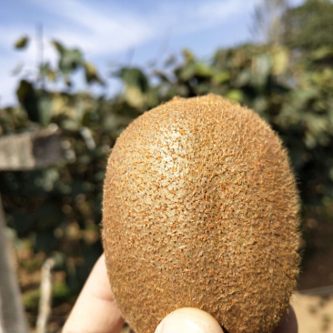 精品海沃德猕猴桃基地直发量大从优保质保量代收代发