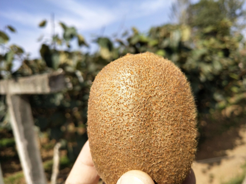精品海沃德猕猴桃基地直发量大从优保质保量代收代发