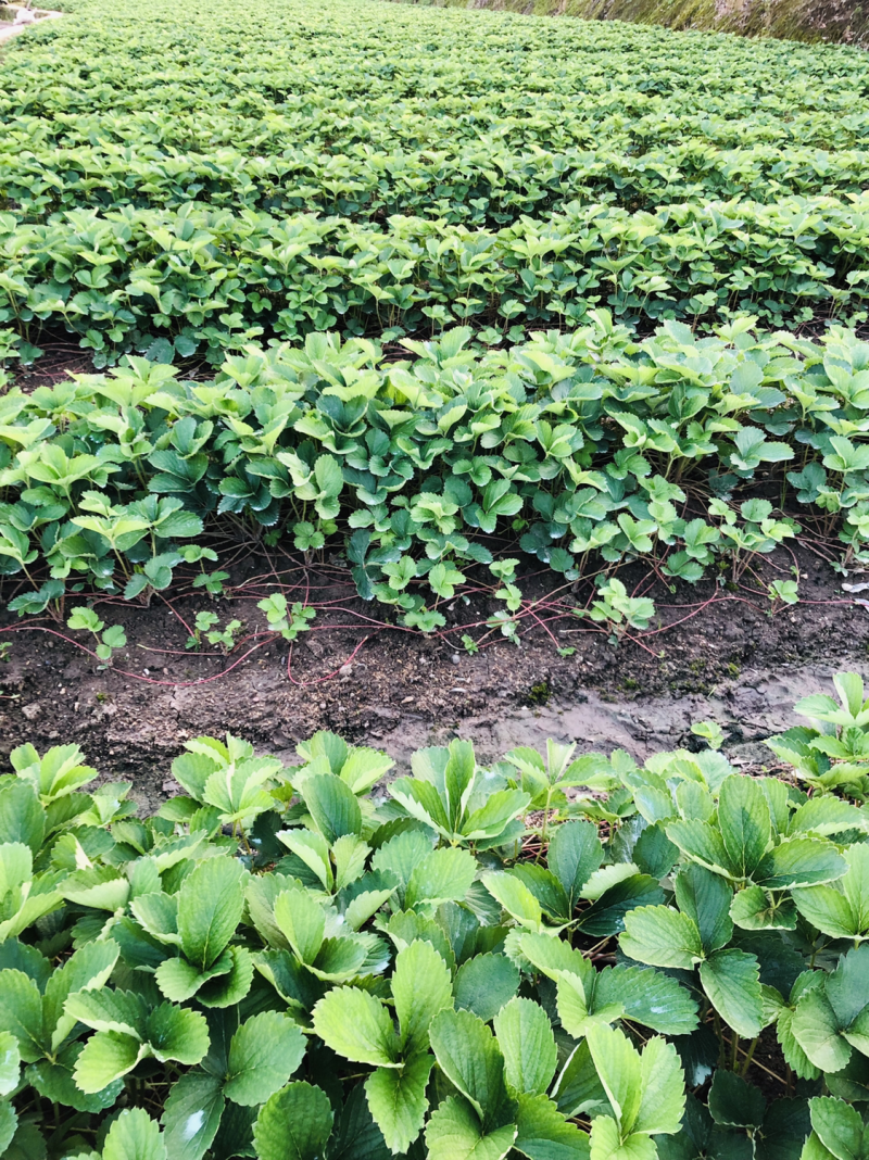 红颜草莓苗红颜奶油室内阳台种植结果种苗易活大量供应