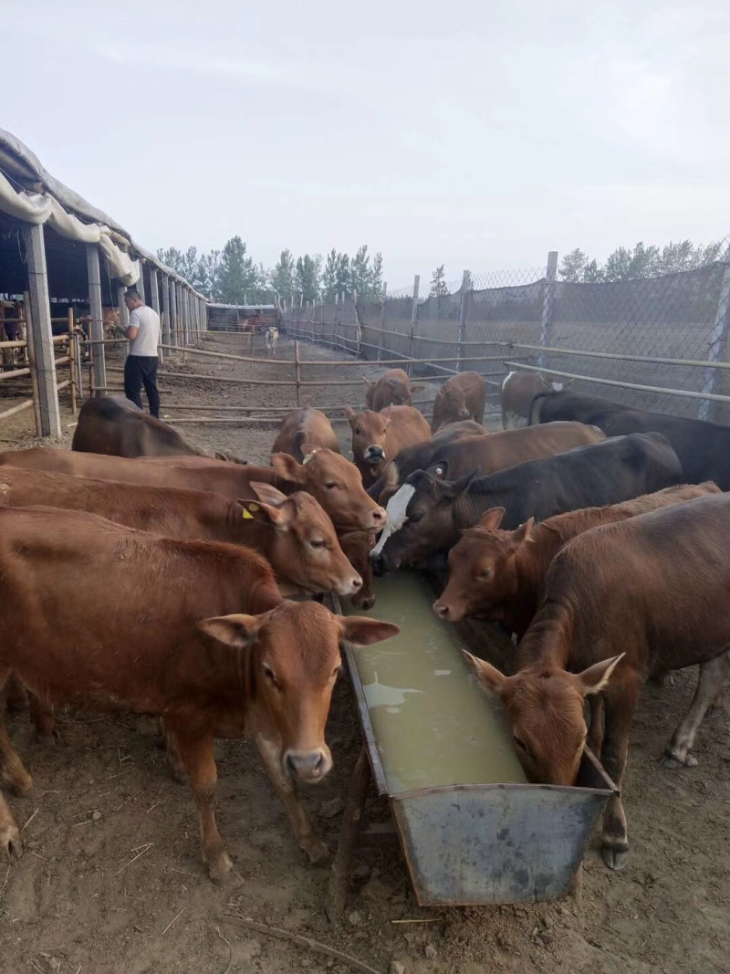 优质西门塔尔肉牛犊免费送货到家送打草机一台直发