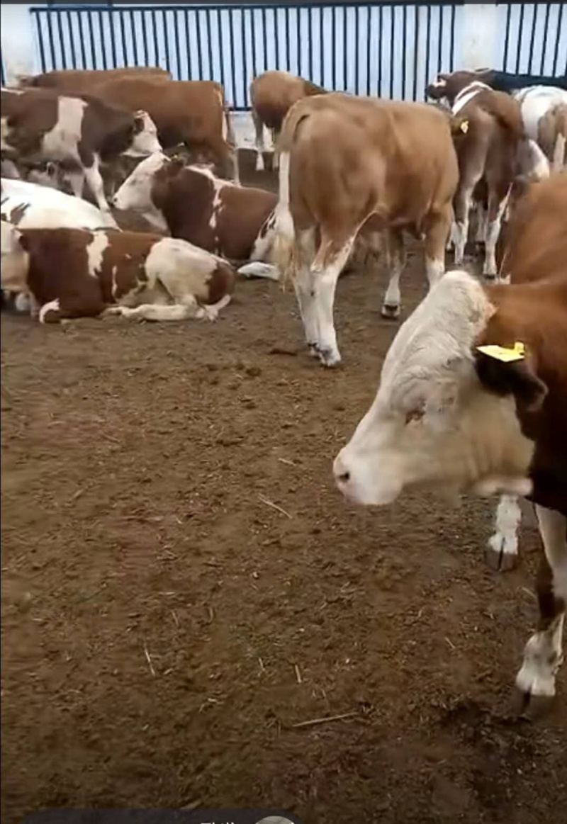 优质西门塔尔肉牛犊免费送货到家送打草机一台直发