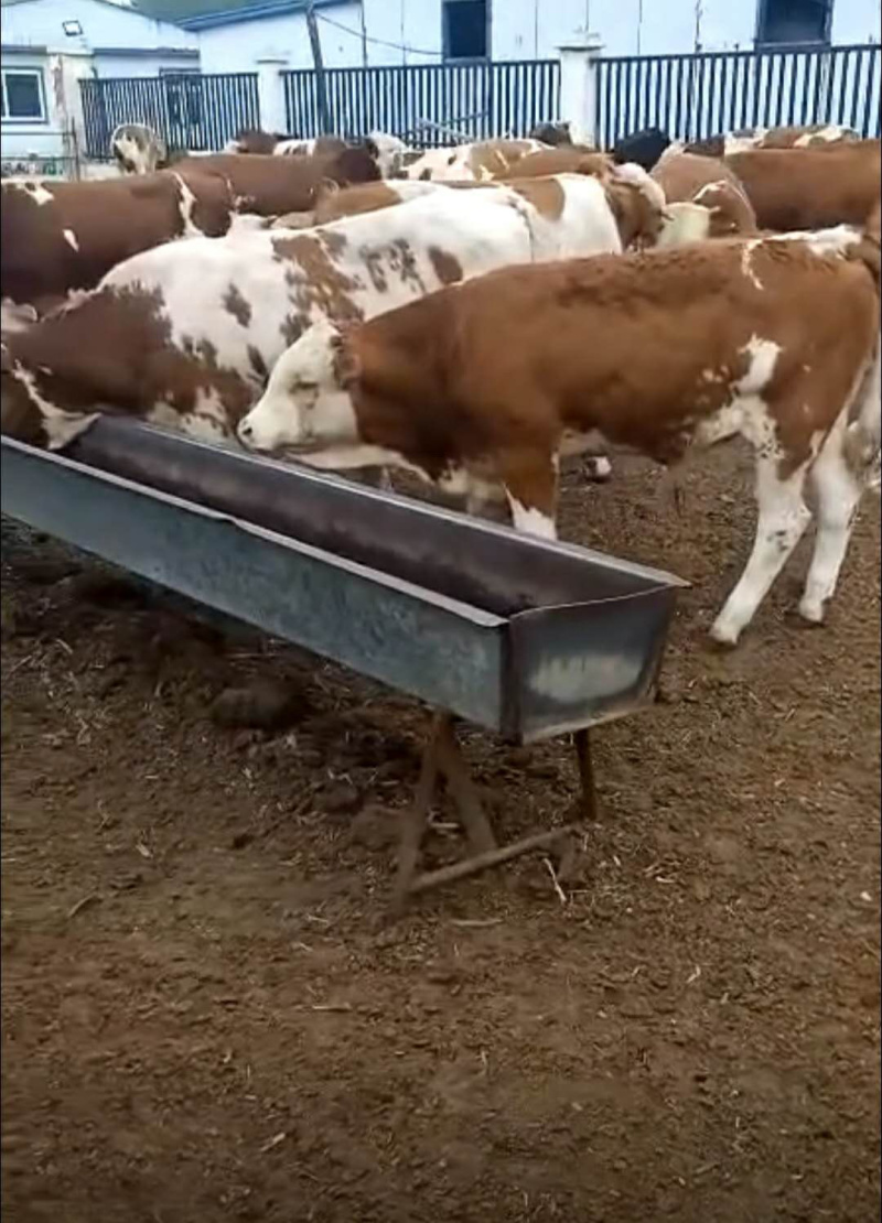 优质西门塔尔肉牛犊免费送货到家送打草机一台直发