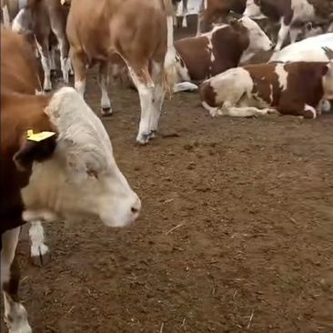 优质西门塔尔肉牛犊免费送货到家送打草机一台直发