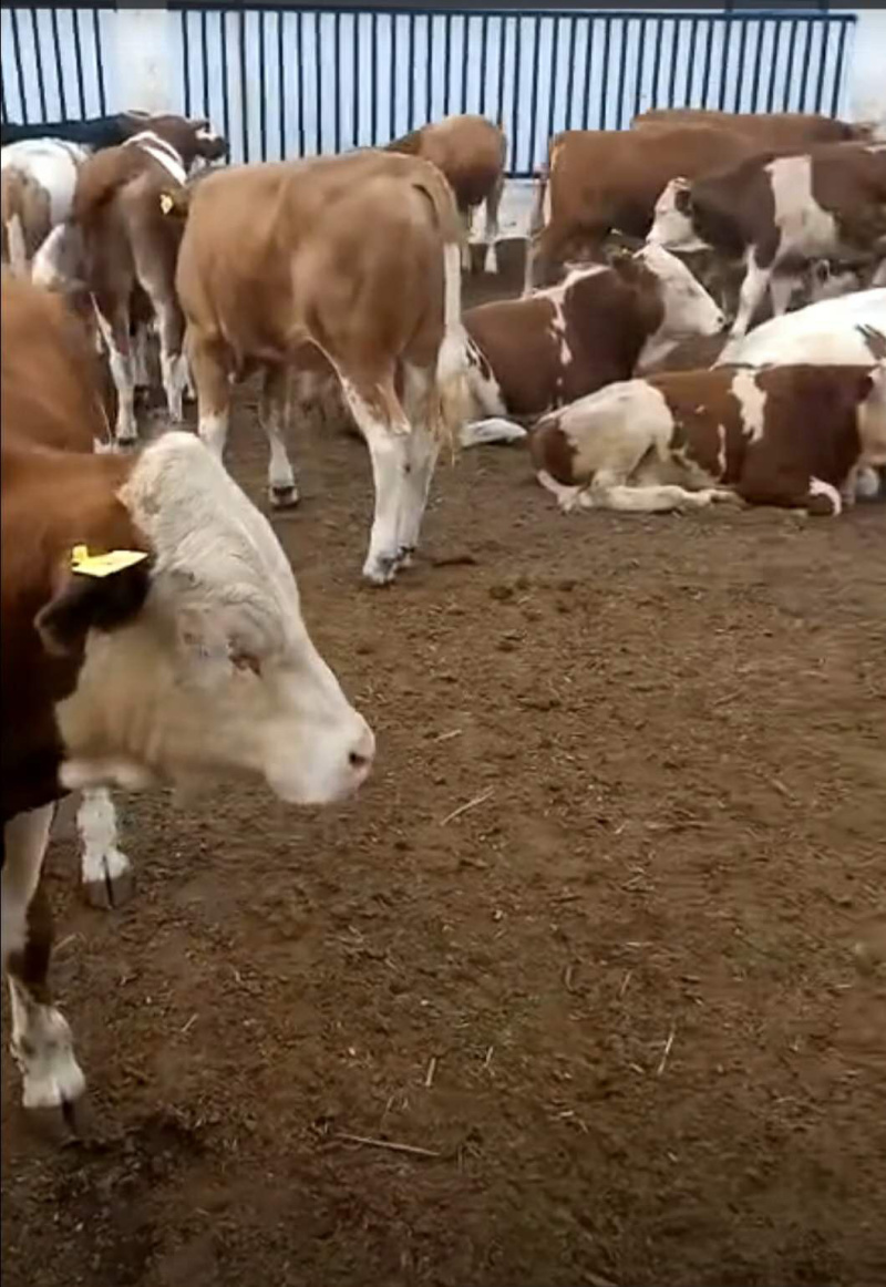 优质西门塔尔肉牛犊免费送货到家送打草机一台直发