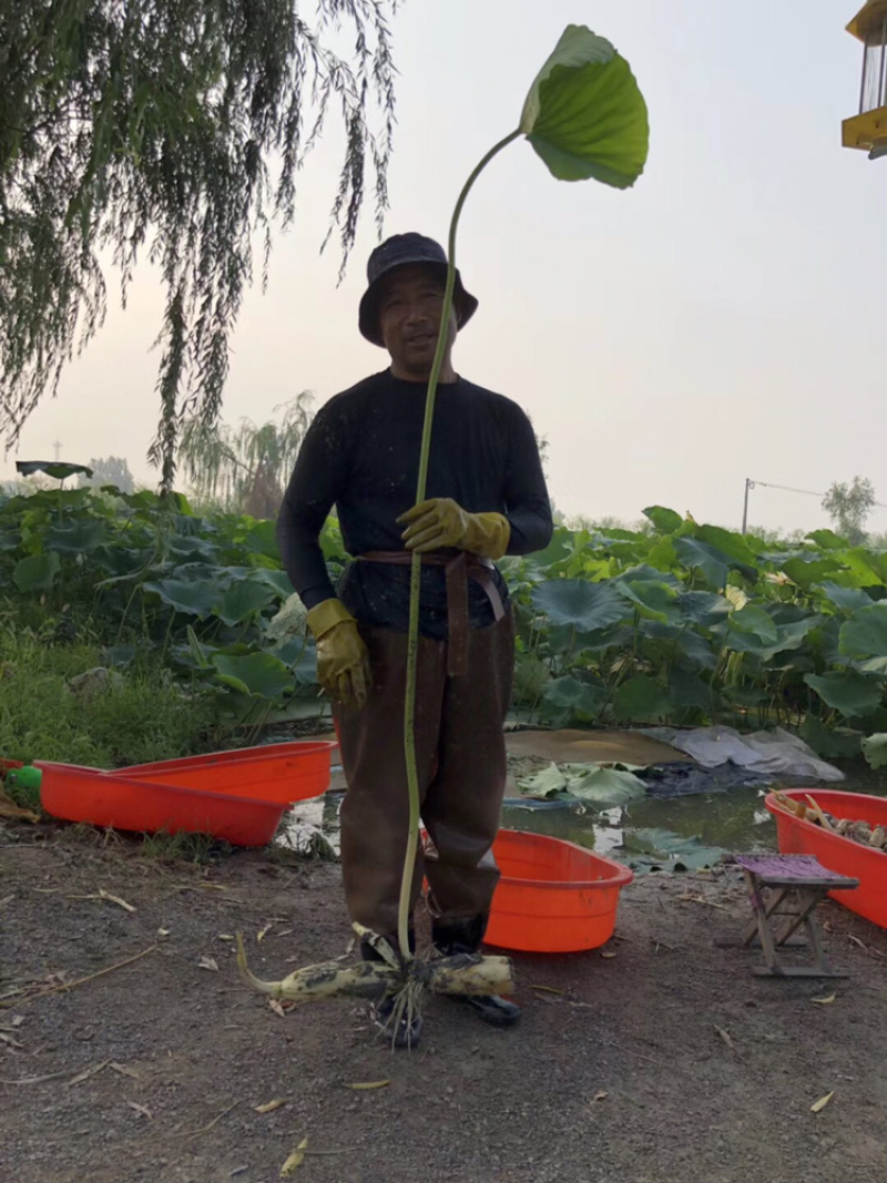 鲜藕芽又叫水果藕支持一件代发