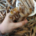 大沙虫原色大沙虫无漂白大沙虫足干厚肉