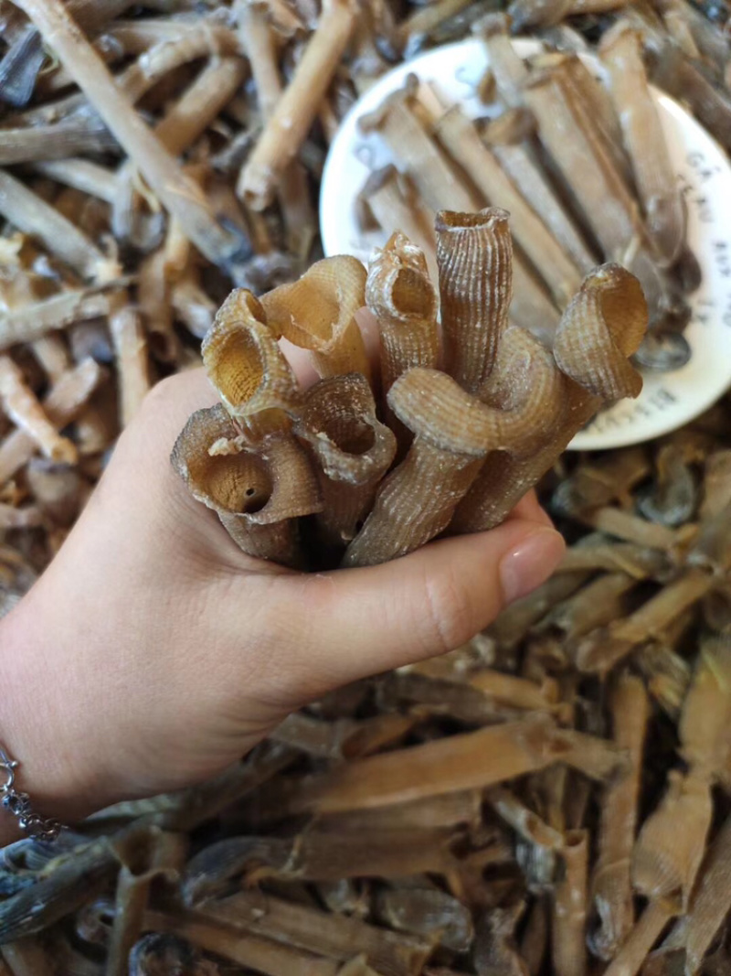 大沙虫原色大沙虫无漂白大沙虫足干厚肉
