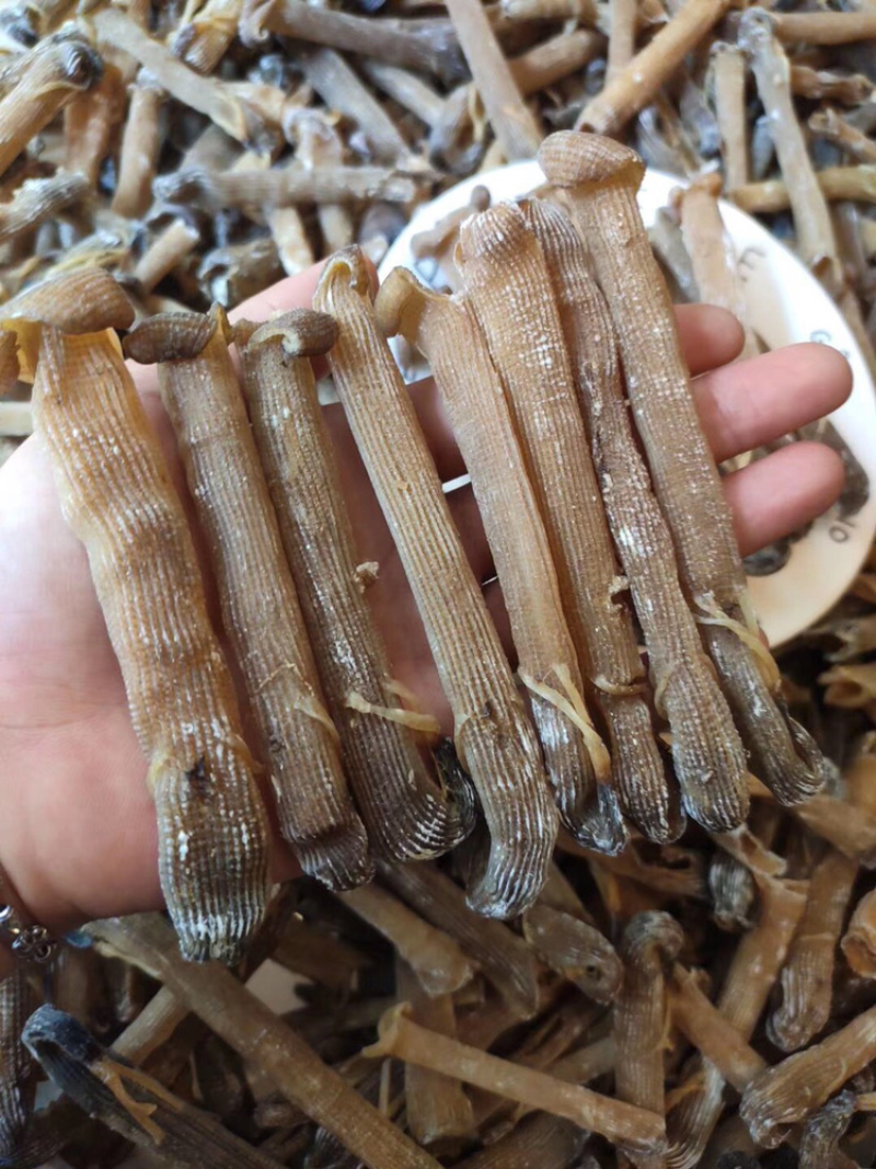 大沙虫原色大沙虫无漂白大沙虫足干厚肉
