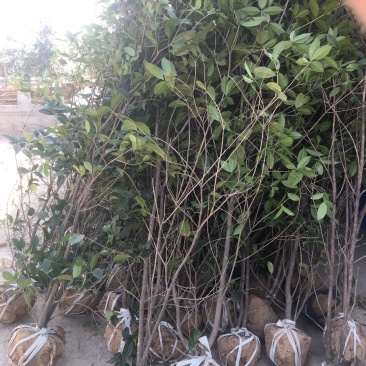 金桂花树苗
