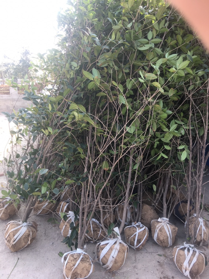 金桂花树苗