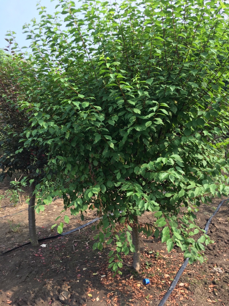大花榆叶梅5-6公分，基地直销，现货供应