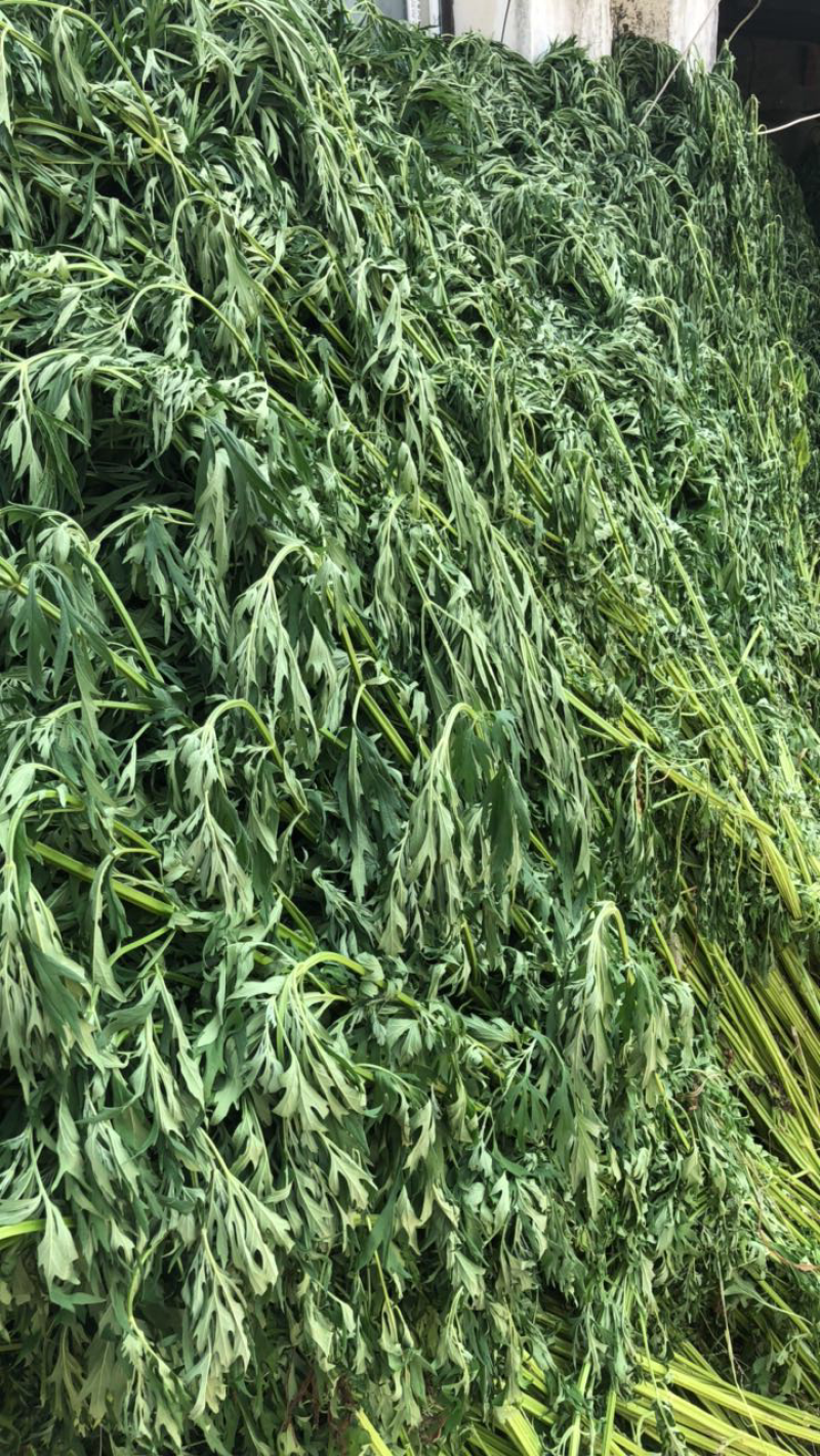 益母草
