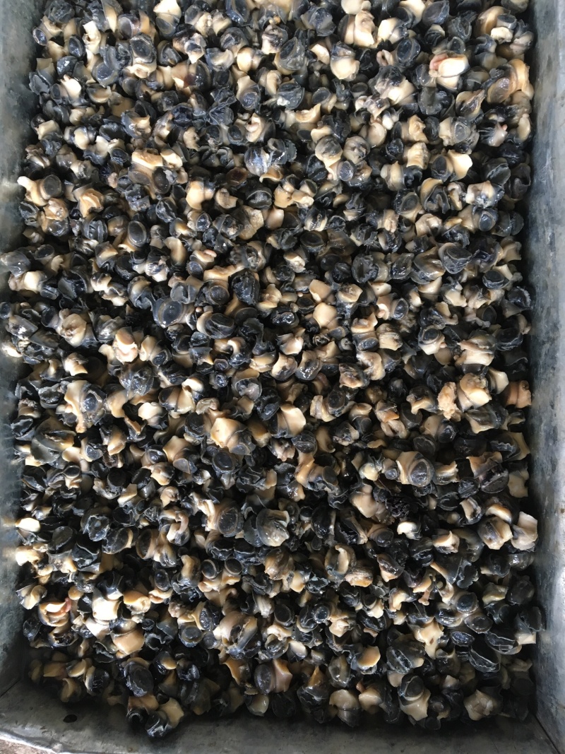 田螺肉（整车，散货均可发）今天发明天可到
