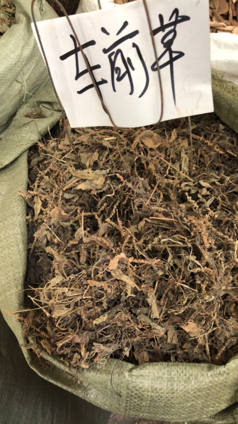 今年野生新货车前草条子都有