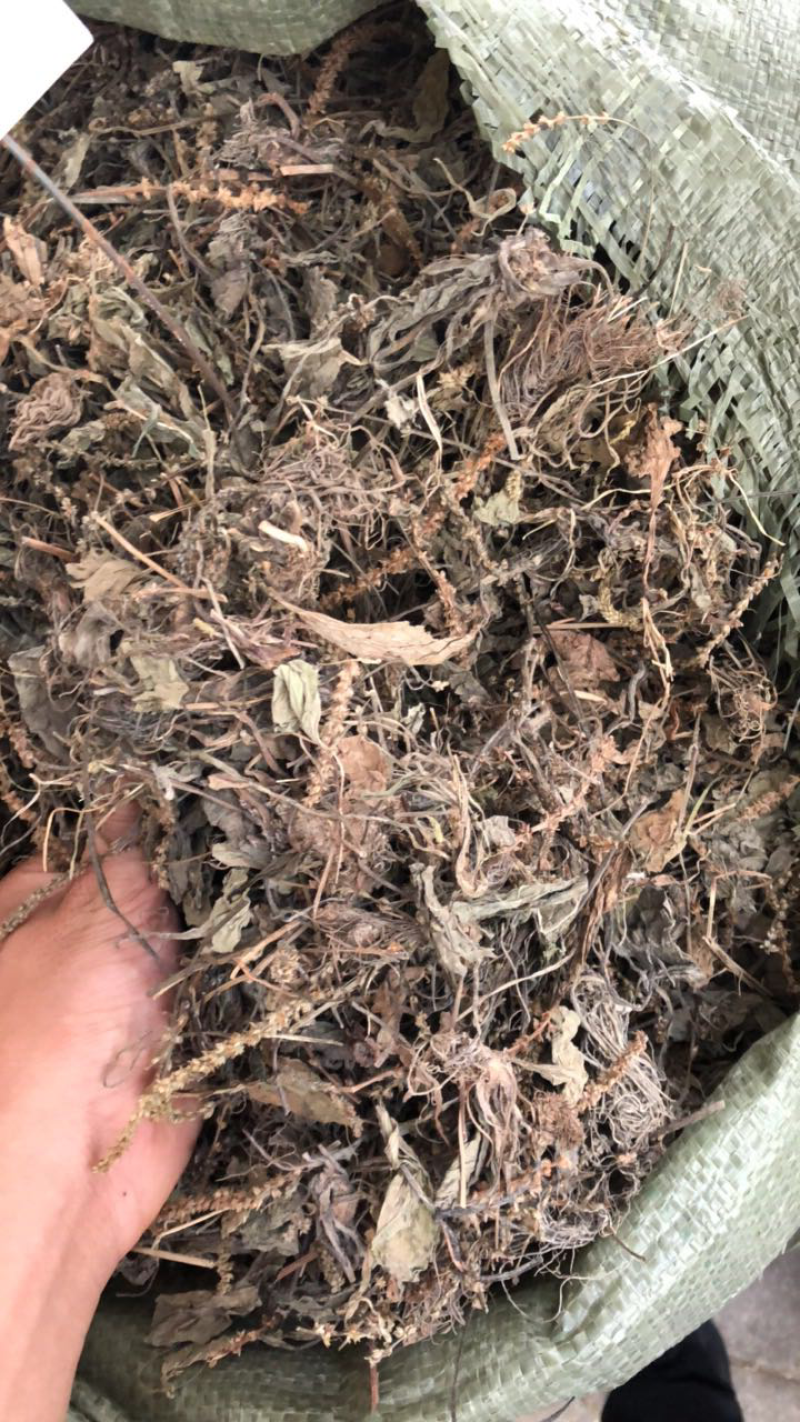 今年野生新货车前草条子都有