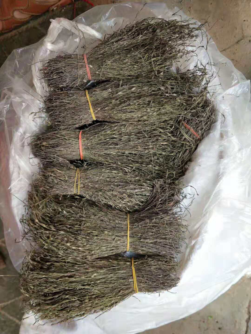 广西大山野生独脚金、小孩不吃饭的克星独脚金