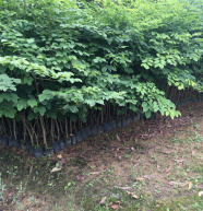 印度檀香树苗珍稀植物老山檀香树