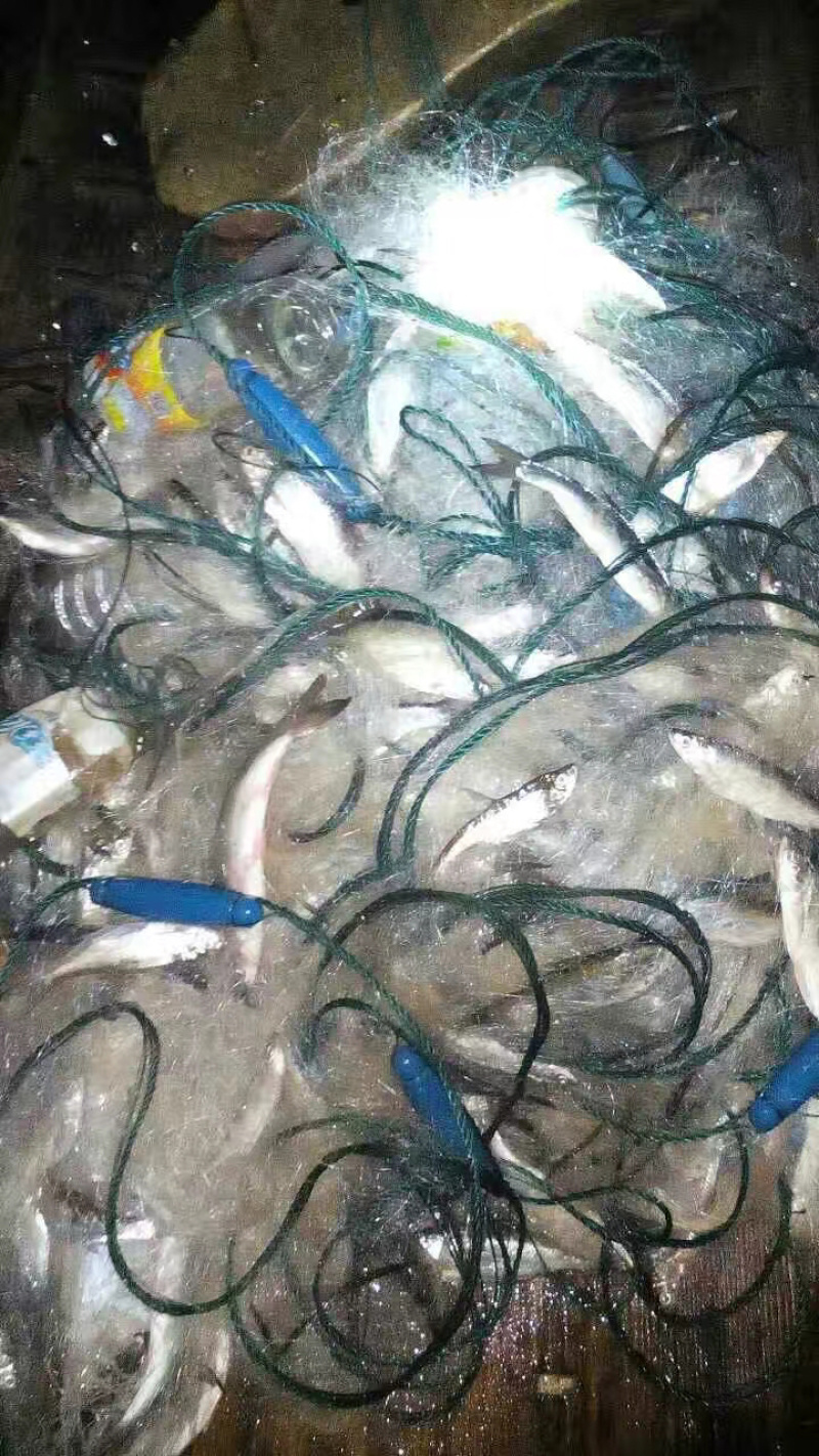 广西碧西湖龟鱼水库野蓝刀鱼新鲜小鲜鱼