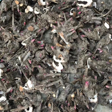 白芍牙子种植成活率高全国都可以种对土地要求不高