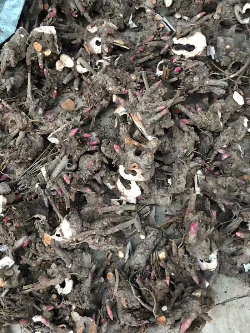 白芍牙子种植成活率高全国都可以种对土地要求不高