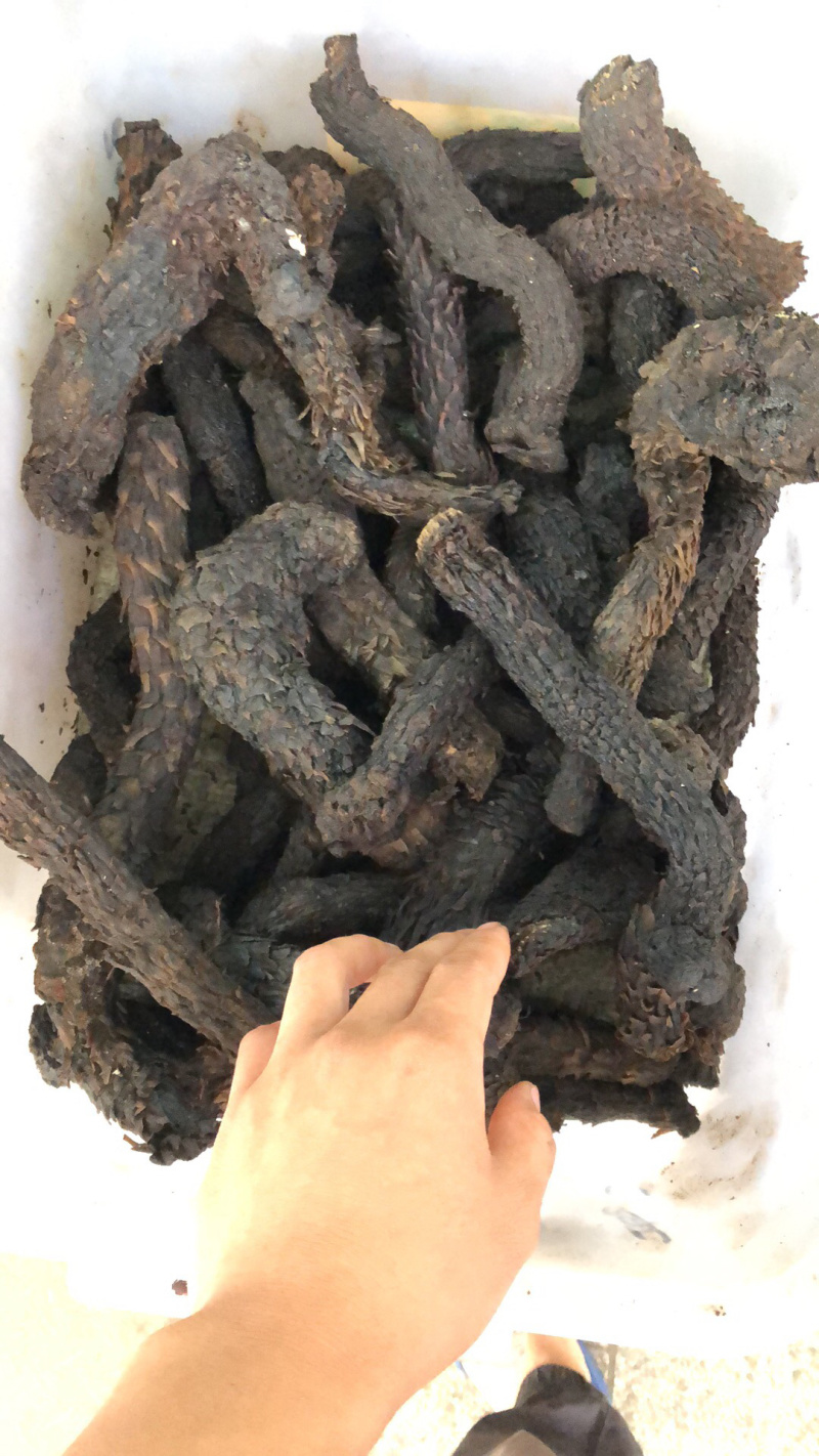 中药材新货新疆肉丛蓉条子切片