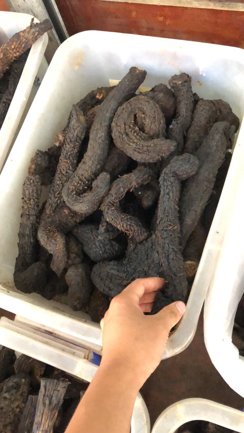 中药材新货新疆肉丛蓉条子切片