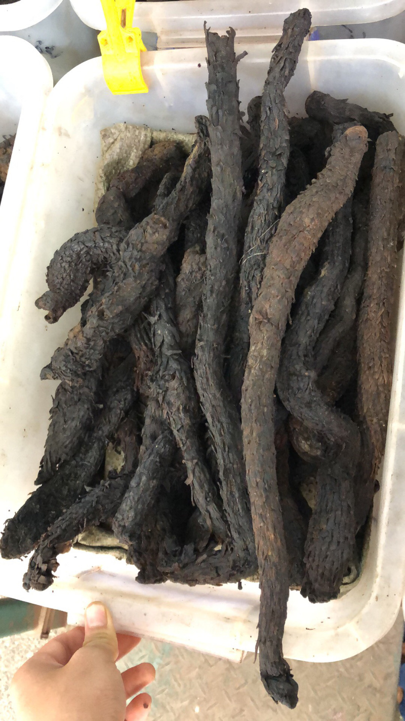 中药材新货新疆肉丛蓉条子切片