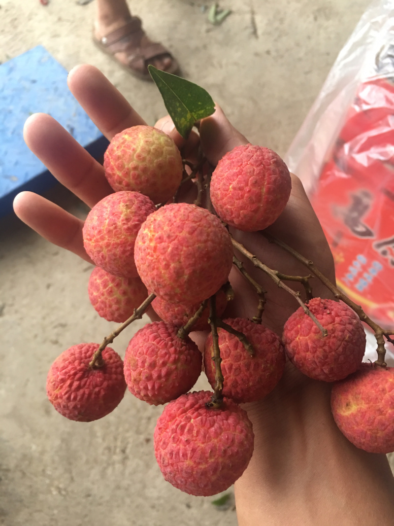 荔枝，（禾荔）一手货源，产地直发大量批发，