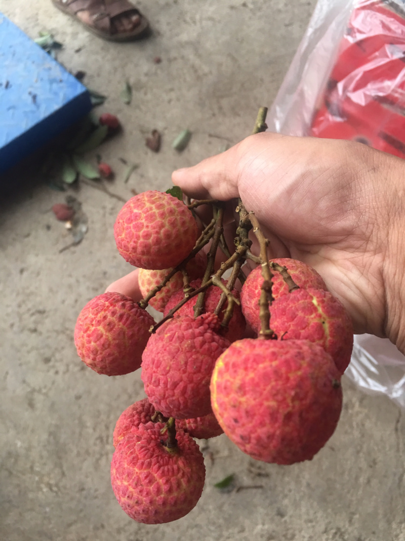 荔枝，（禾荔）一手货源，产地直发大量批发，