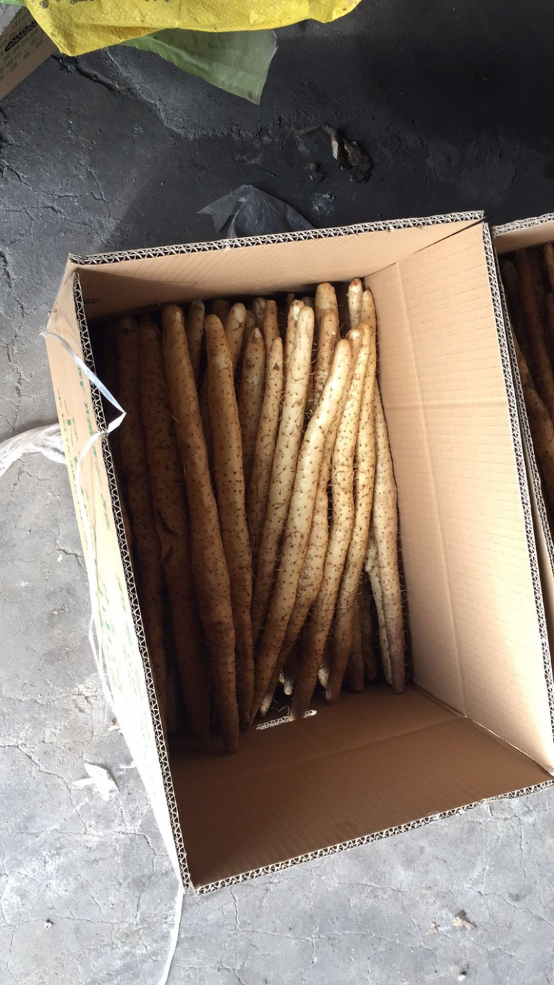 【精品】山药小白嘴山药2024新货供应量大从优