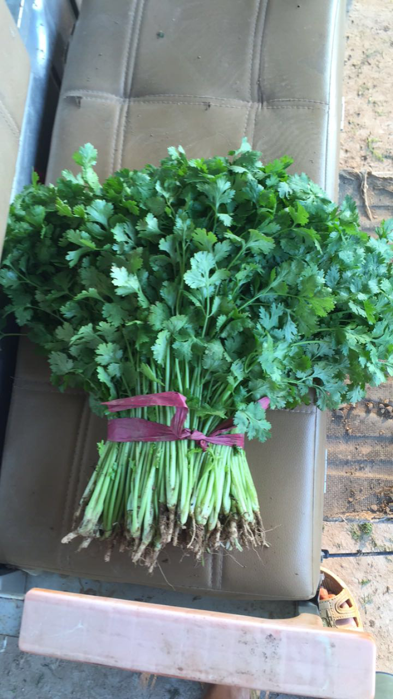 大叶香菜20~30厘米，种植面积大，质量好！