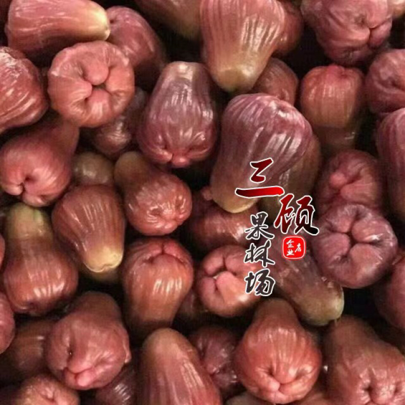 台湾黑糖芭比莲雾苗台农3号莲雾苗莲雾嫁接苗带土带叶子