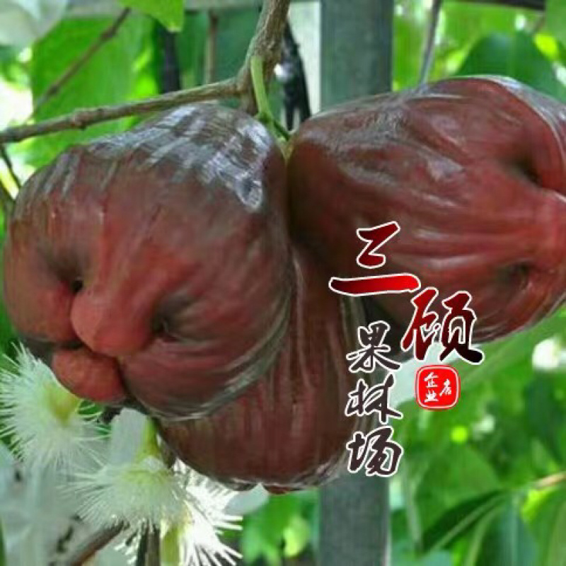 台湾黑糖芭比莲雾苗台农3号莲雾苗莲雾嫁接苗带土带叶子