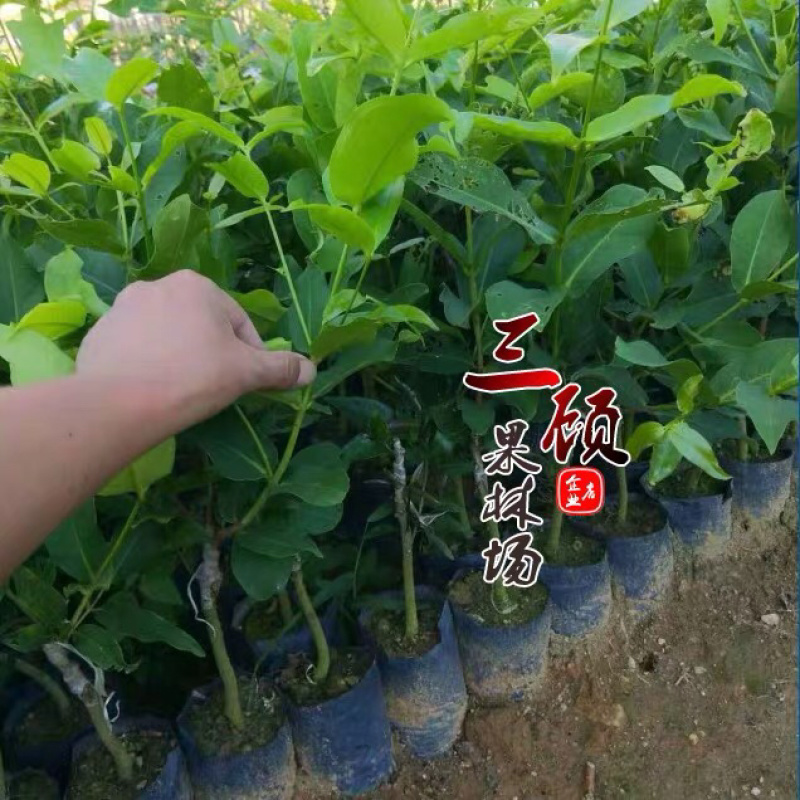 台湾黑糖芭比莲雾苗台农3号莲雾苗莲雾嫁接苗带土带叶子