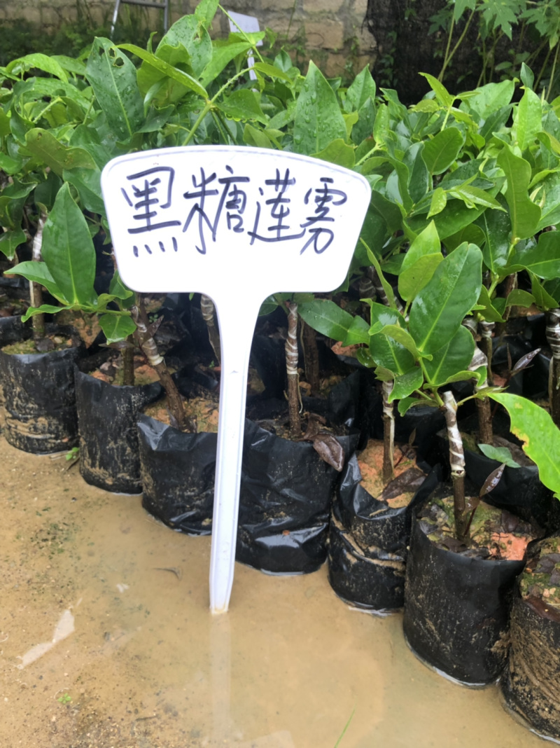 台湾黑糖芭比莲雾苗台农3号莲雾苗莲雾嫁接苗带土带叶子